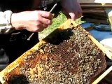 Parintele albinar Mina de la Petru Voda, cu mainile goale printre albine, povesteste din viata sa de apicultor