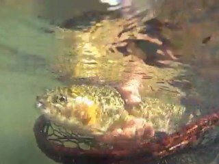 Fly Talk: Underwater Release