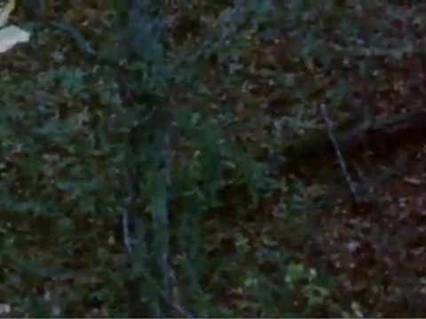 Rut Report, Brantley: Bucks Beginning to Cruise