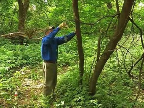 Lead Big Bucks to Your Stand With a Scented Rag