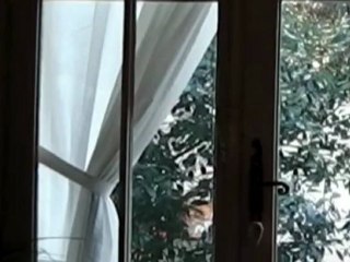 Arbres par la fenêtre | 4 février 2012