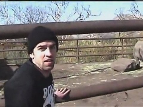 Du rodéo sur un rhinocéros