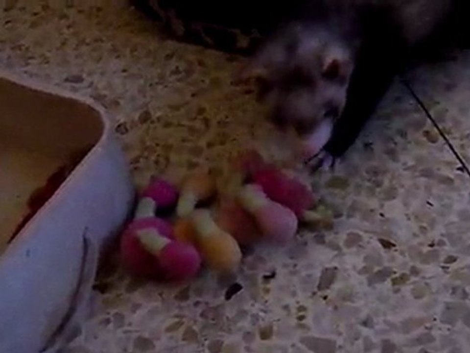 mes furets qui jouent