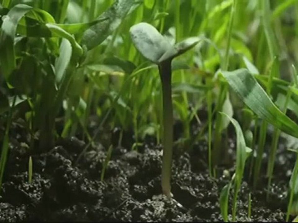 La force cachée des plantes - Comme des bêtes (arte)