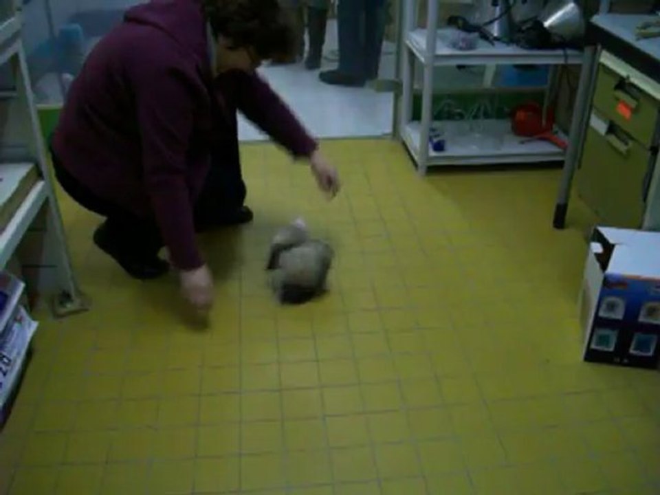 FURETTE A ADOPTER AU REFUGE d'ORGEVAL (78)