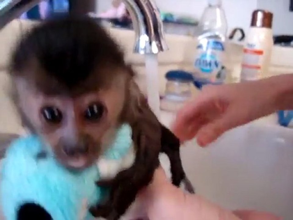 Baby Monkey