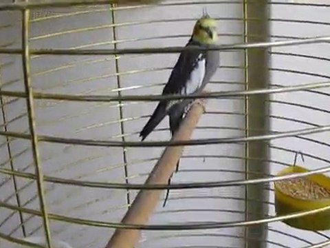 Bülbül Öten Sultan Papağanı