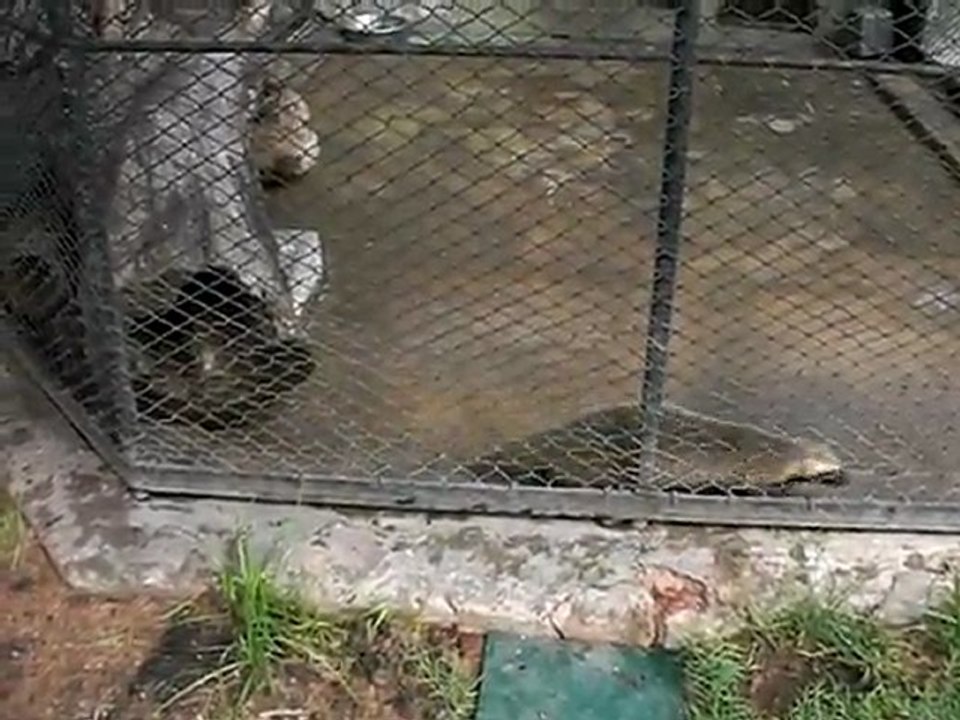 Furet en furie !