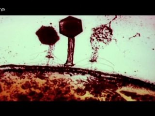 Virus contre Bactéries - une solution à la crise des antibiotiques ?