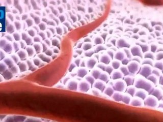 Desarrollan una "bomba contra el cáncer"