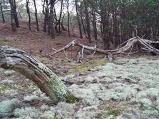 La Forêt des Chanterelles-Écran
