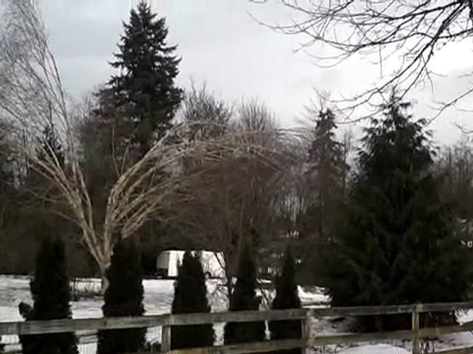 Part Four: Ice Storm of the 3rd Week of January Near Puyallup, Washington