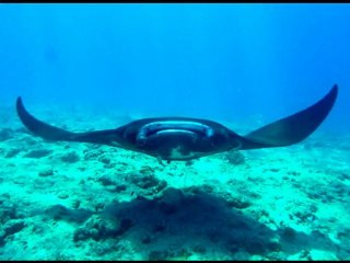 Raies Manta de la passe de Boulari, avec APNEA et Aquanature