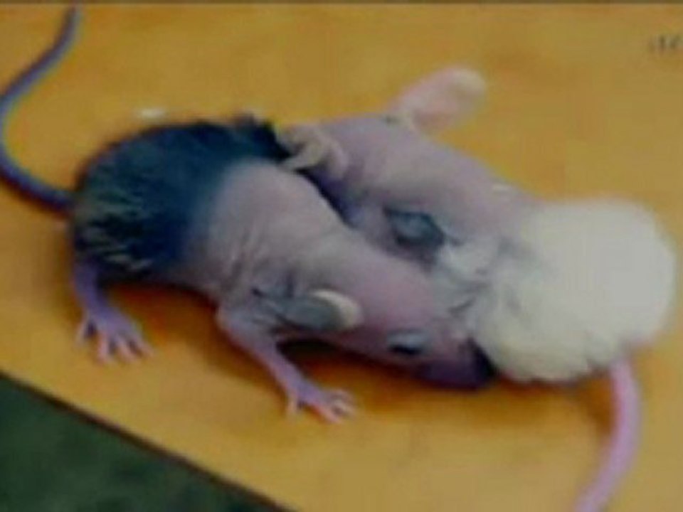 Un monde à vendre  - Les monstrueux animaux de la génétique - Organisme Génétiquement Modifié OGM