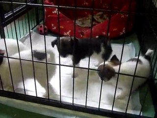 chihuahua à 6 semaines 2012