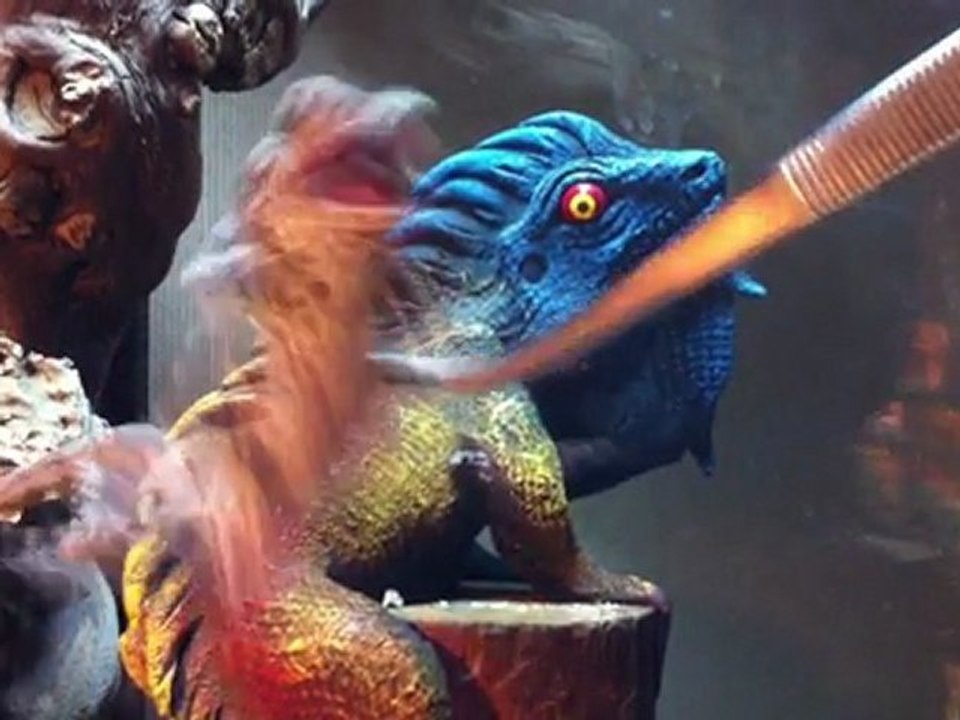 Chlamydosaurus kingii qui mange.