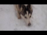 HUSKY DANS LA NEIGE