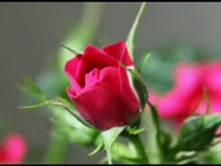 Talisman -Eu te-am iubit