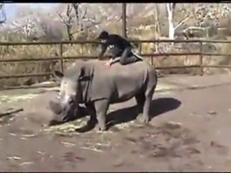un-inconscient-chevauche-un-rhinoceros