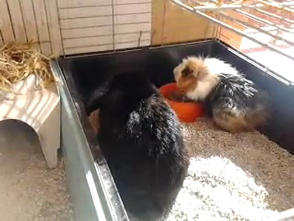 Rabbit and guinea pig/Lapin et conchon d'…