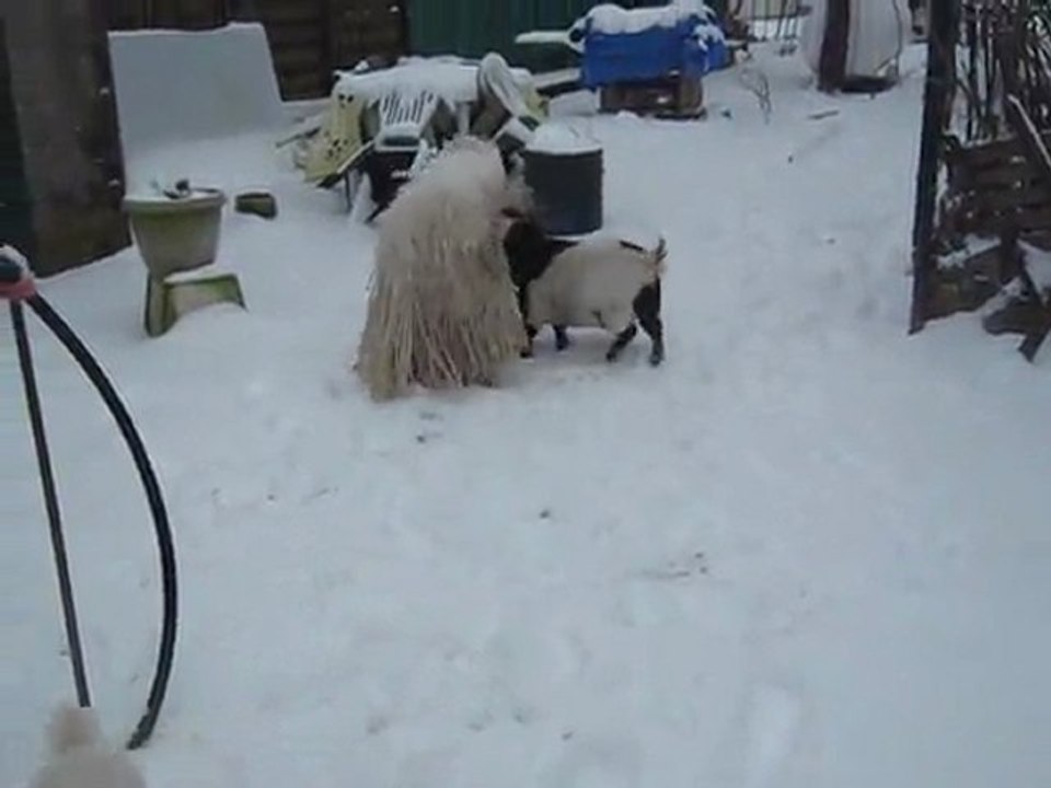 Sous la neige