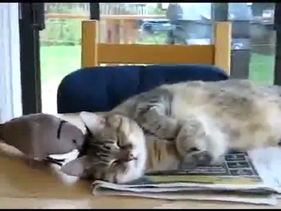 Chat et oiseau