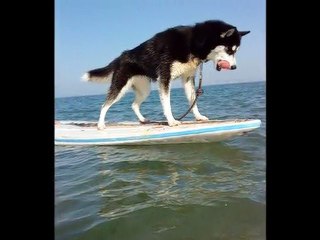 Neige, Une Husky Pas Comme Les Autres ...
