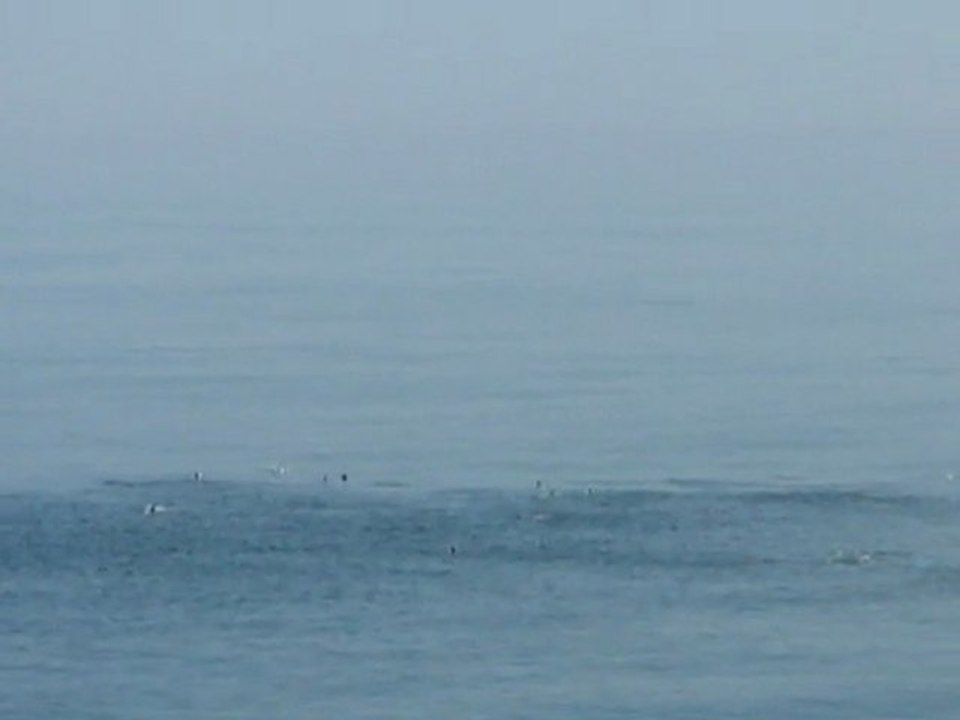 Les dauphins sont de redoutables chasseurs qui se gavent de thons !