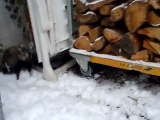 bataille de boules de neige avec toutouille