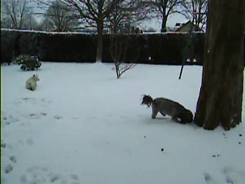 Twinny