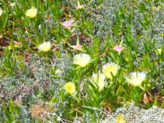 Praia da Falésia Algarge sud Portugal