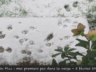 Gin Fizz : premiers pas dans la neige