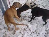 Ganesh: Dogue allemand de 4 mois 1/2 dans la neige avec ses amis =)