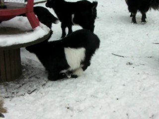 SANY0485 les bébés chevres decouvrent la neige!!!!!!!!