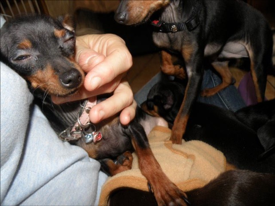 Mes ratiers pragois et mes ckc 2012