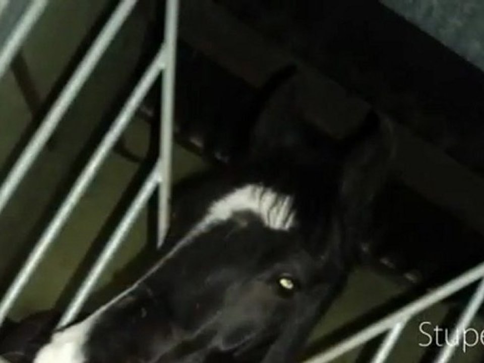 fin 2011 avec T quiero