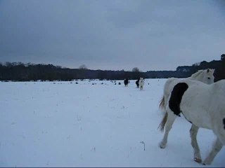 chevaux dans la neige