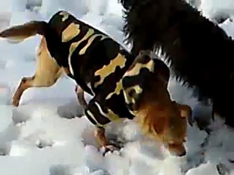 MES CHIENS DANS LA NEIGE