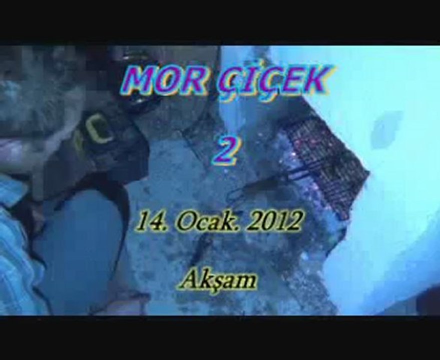 MORÇİÇEK 2