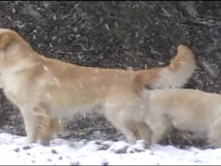 Céleste et First sous la neige