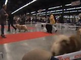 Paris Dog Show 2012