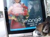 Cu324-Funny-Limango reklami`nda Kizi Kiskandi! Jack Russell Jeaolus over Limango Ad!.Komik! Güller yerine Cukulat !