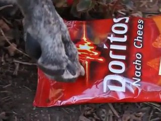 Doritos® - Man's Best Friend -- Crash the Super Bowl 2012 Finalist