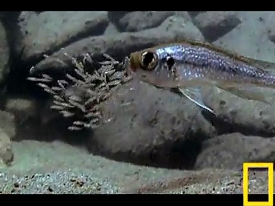 Le poisson-chat et sa technique rusée