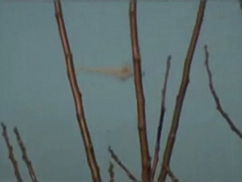 فري برس حمص الوعر الجديد طائرات عسكرية تحوم في سماء حمص 5 2 2012