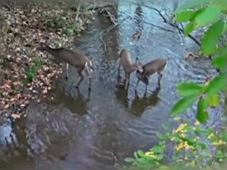 Rut Report: Stay Dialed in to Does