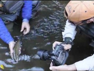 fish-tip-photo