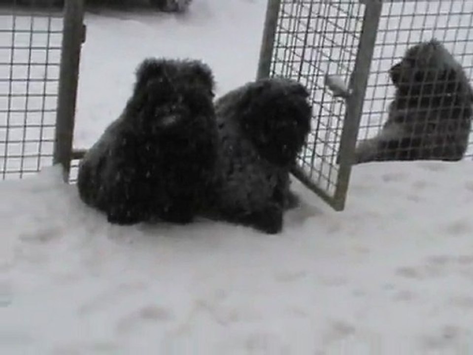 chiots neige 2012