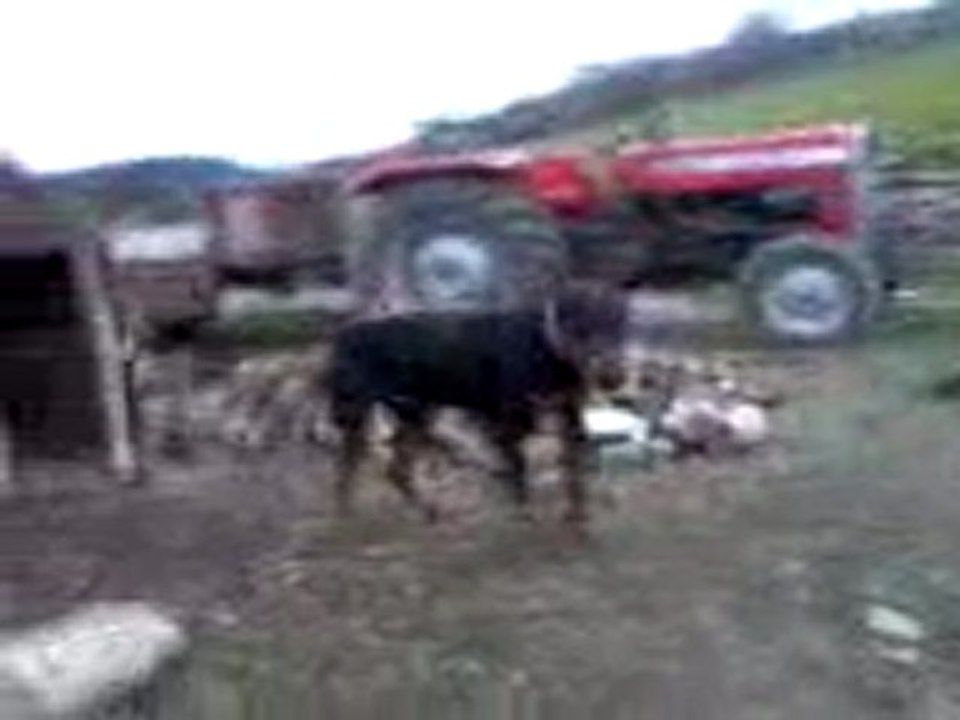 Video-0007