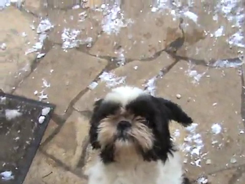shih tzu fevrier 2012